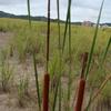 Typha angustifolia