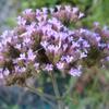 Verbena bonariensis