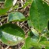 Smilax china