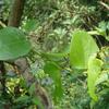 Cocculus orbiculatus