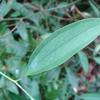 Smilax lanceifolia