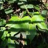 Trichosanthes laceribracteata