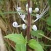 Orthosiphon aristatus