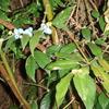 Lasianthus formosensis