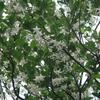 Styrax formosana formosana