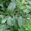 Celtis formosana