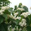 Viburnum formosanum
