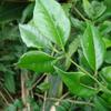 Zanthoxylum scandens