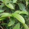 Symplocos theophrastifolia