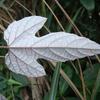 Vitis kelungensis
