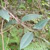Anodendron benthamiana