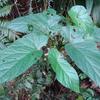 Begonia longifolia