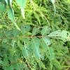 Tetradium glabrifolium