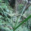 Cyperus exaltatus