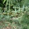 Artemisia indica