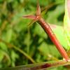 Ludwigia hyssopifolia