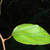 Actinidia latifolia