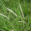 Imperata cylindrica major