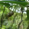 Dioscorea japonica japonica