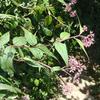 Eupatorium shimadae