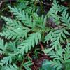 Selaginella delicatula