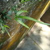 Pteris ryukyuensis