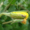 Oenothera laciniata