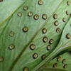 Polystichum falcatum