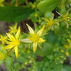 Sedum formosanum