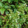 Lysimachia mauritiana