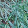 Ficus formosana shimadae