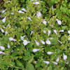 Mazus fauriei