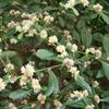 Alternanthera sessilis