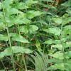 Nephrolepis biserrata