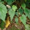 Begonia formosana