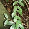 Aeschynanthus acuminatus