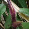 Aralia finlaysoniana