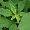 Amaranthus spinosus