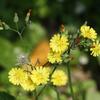 Youngia japonica japonica