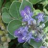 Vitex rotundifolia