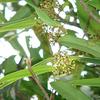 Smilax glabra