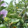 Hibiscus syriacus