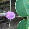 Galactia tashiroi