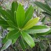 Gordonia axillaris