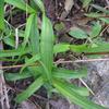 Bletilla formosana