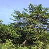 Trema orientalis