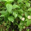 Lantana camara