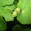 Hydrocotyle nepalensis