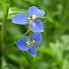 Commelina diffusa