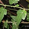 Rubus corchorifolius